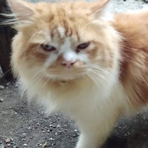 sofia ulfa profile icon