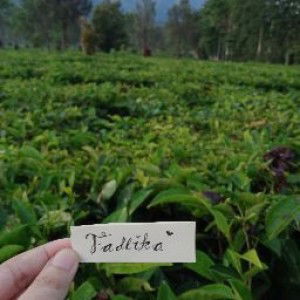 Fadlika M profile icon