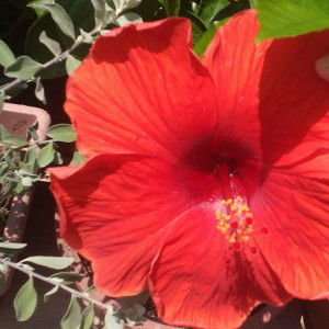 Musafir lalu profile icon