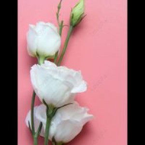 Vivo Bunga Kemboja profile icon