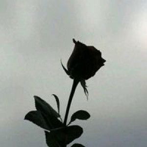 Dewi Sri Mulyani profile icon