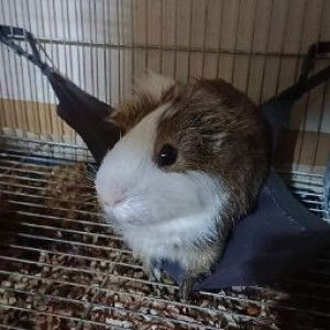 Yeoja Diggory profile icon