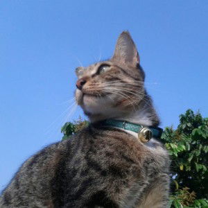 Alya Shafira K R profile icon