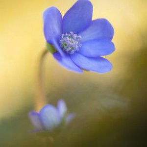 Naneun Aprilya profile icon