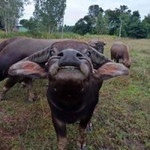 ด.ญ.สำรวย สวยเรื่องรำ. profile icon