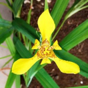 Anggraeni profile icon