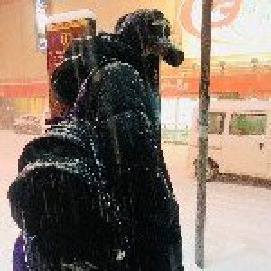 Shahzeela Umaiza profile icon