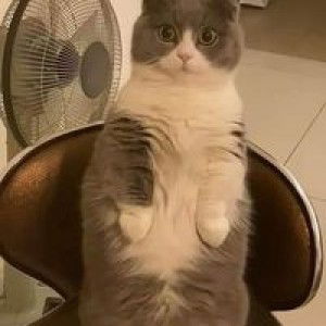 Atiqah Mokhtar profile icon