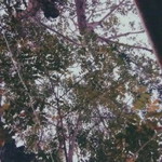 astherielle profile icon