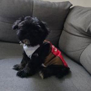 Sarah Grace Inocencio profile icon