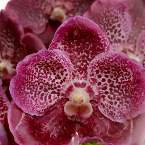 carizma putri profile icon