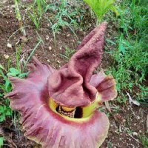 Viola Azzahra profile icon