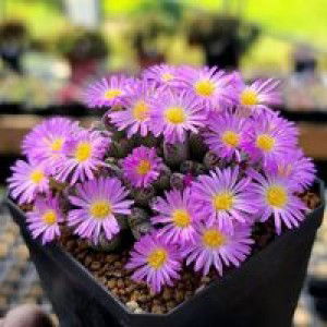 Adalynn Adalynn profile icon