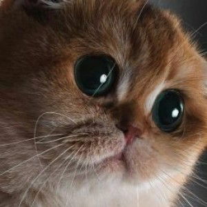 Yoma Novita profile icon