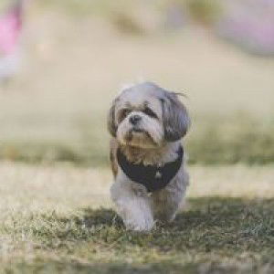 ปวีณา อวนมิน profile icon