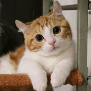 Mommy Shay profile icon