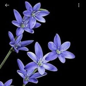 Muminah Onuma profile icon