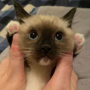 Ariya Imsumang profile icon