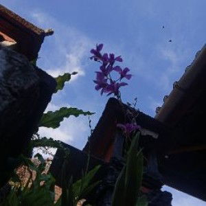 Mila Pratami profile icon