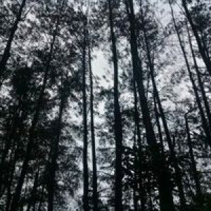 Febyza Umaya profile icon