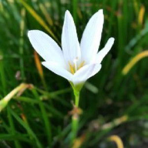 Miss Aminah khan profile icon