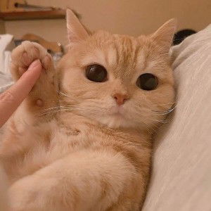 Phantira Ruankham profile icon