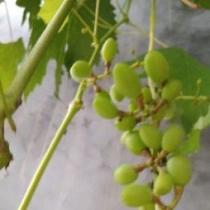 laella muflihah profile icon