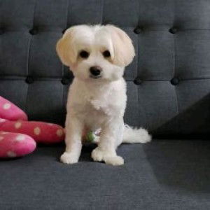 HILDIANA AYON profile icon