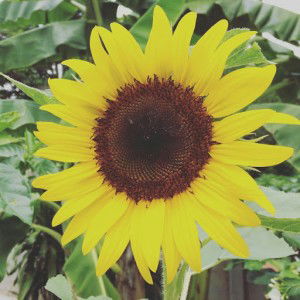 เฉาก๊วย นมสด profile icon