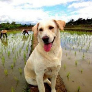 แม่น้องดิน profile icon