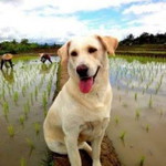แม่น้องดิน profile icon