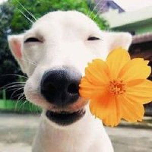 บุ๋ม บุษบา profile icon