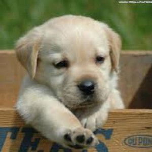 Fitria Puradinata profile icon