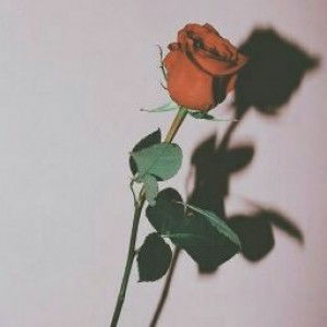 Oci Aurelia profile icon