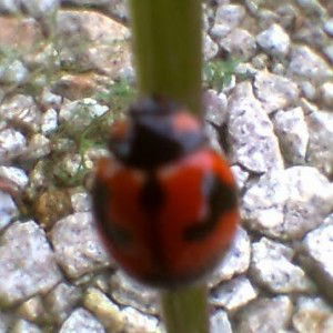 Nur Syurga profile icon