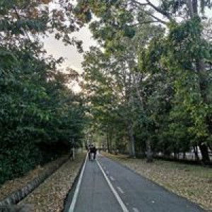 Shira Rashid profile icon