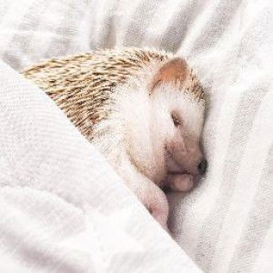 Syairah profile icon