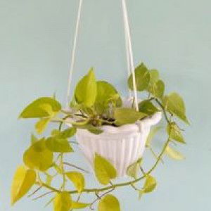 Pri Pris profile icon