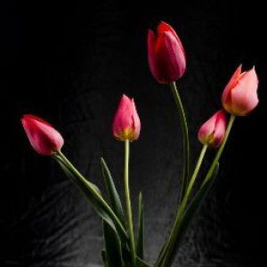 Dina Rahma Sari profile icon