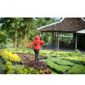 afifa putri profile icon