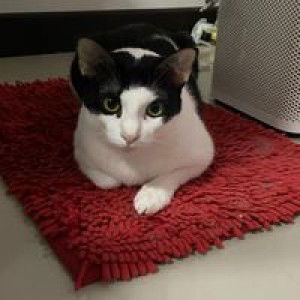 Ratti In profile icon