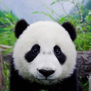 trah zukifli profile icon