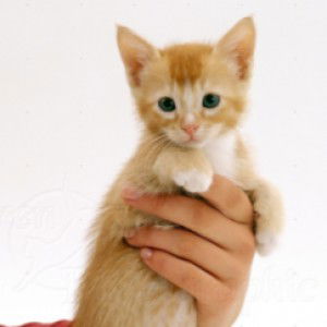 nur ain profile icon