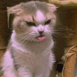 Siriwipha Saisim profile icon