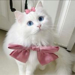 R Abbizz Ka-taii profile icon