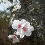 Gulajawa profile icon