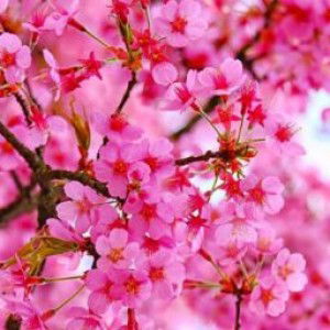 Putriradjadiningrat profile icon