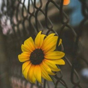 Della Nur Alisa profile icon