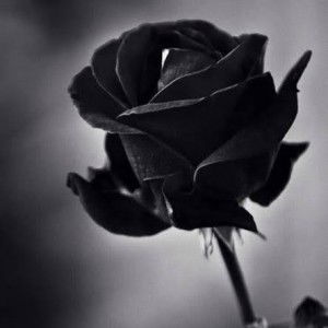 Sya Syah profile icon