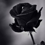 Sya Syah profile icon